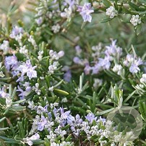 Rosmarinus off. 'Prostratus' GM P9