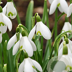 Galanthus nivalis 5-6 cm verpakt per 100