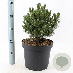 Pinus mugo 'Mops' 25-30 cm 7,5L
