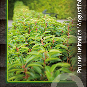 Prunus l. 'Angustifolia' 60-80 cm 7,5L