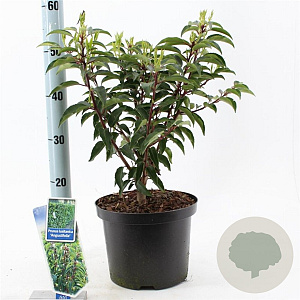 Prunus l. 'Angustifolia' 60-80 cm 7,5L