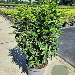 Prunus l. 'Angustifolia' 60-80 cm 7,5L
