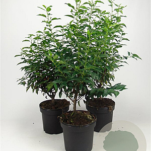Prunus l. 'Angustifolia' 60-80 cm 7,5L
