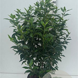 Prunus l. 'Angustifolia' 60-80 cm 7,5L