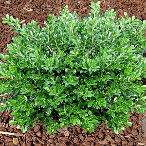 Ilex crenata 'Green Lustre' 150-175 cm cont. 230L