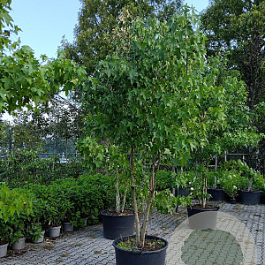 Liquidambar styraciflua 250-300 cm container meerstammig