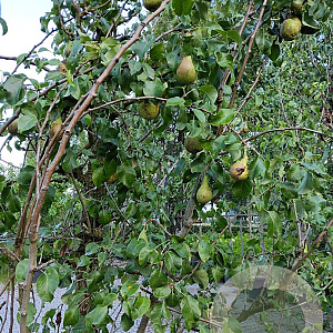 Pyrus c. 'Conference' 35-40 HA container karakter