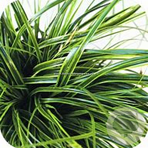 Carex 'Everlime' GM C5