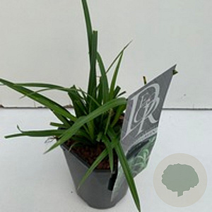 Carex 'Irisch Green' GM 2,0L