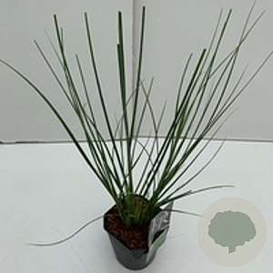 Cortaderia sell. 'Mini Pampas' GM 2,0L