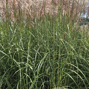 Miscanthus sin. 'Malepartus' GM 10L