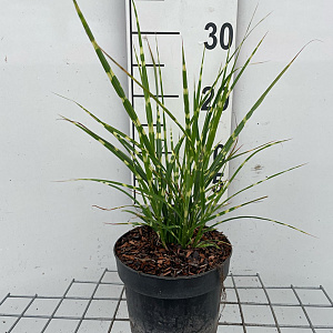 Miscanthus sin. 'Strictus' GM 2,0L