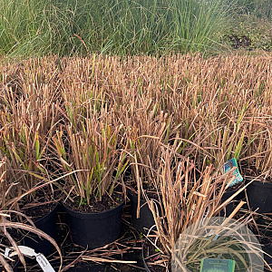 Miscanthus sin. 'Strictus' GM C5