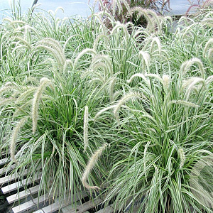 Pennisetum 'Sky Rocket' GM 2,0L