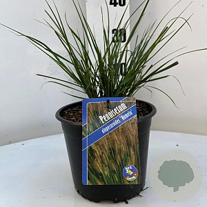 Pennisetum al. 'Hameln' GM C3