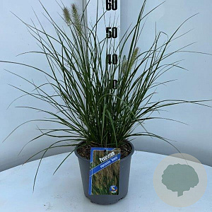 Pennisetum al. 'Hameln' GM C3