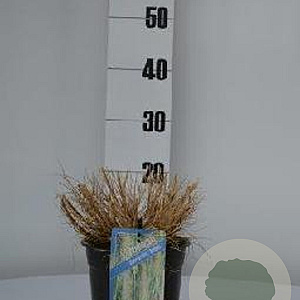 Pennisetum al. 'Hameln' GM C3