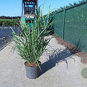 Pennisetum al. 'Hameln' GM 10L