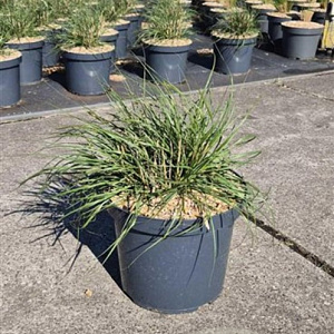 Pennisetum al. 'Hameln' GM 10L