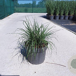 Pennisetum al. 'Hameln' GM 10L