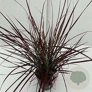 Pennisetum 'Fireworks' GM 2,0L