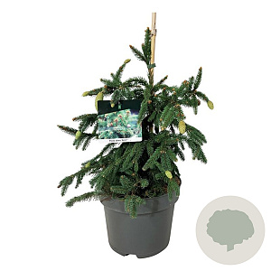 Picea a. 'Acrocona' 40-50 cm P26