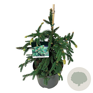Picea a. 'Acrocona' 40-50 cm P26
