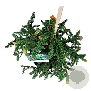 Picea a. 'Acrocona' 40-50 cm P26