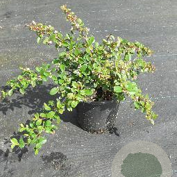 Cotoneaster radicans 'Eichholz' 30-40 cm C1.5