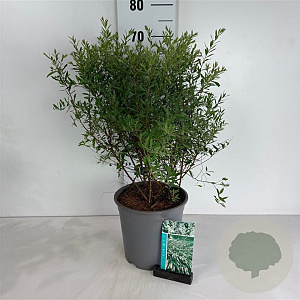 Spiraea cinerea 'Grefsheim' 60-80 cm 6,5L