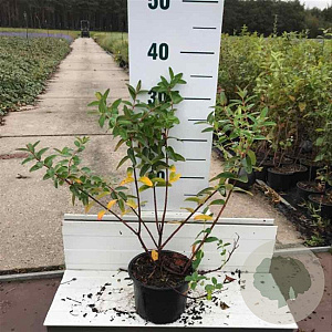 Hypericum 'Hidcote' 30-40 cm C1.5