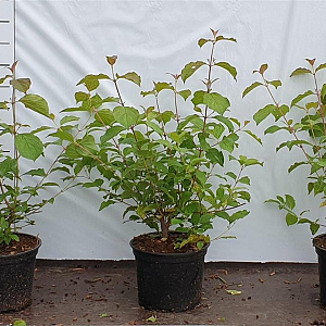 Cornus sang. 'Midwinter Fire' 40-60 cm 2,0L