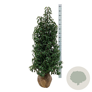 Prunus l. 'Angustifolia' 100-125 cm met kluit extra