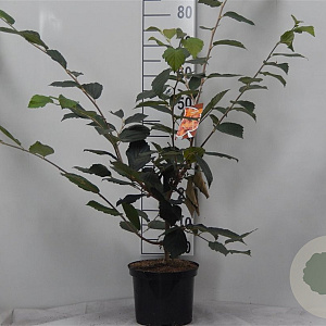 Hamamelis int. 'Rubin' 60-80 cm 5,0L