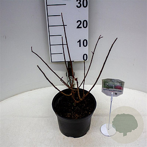 Hydrangea pan. Candlelight 30-40 cm 3,0L