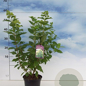 Hydrangea pan. 'Limelight' 30-40 cm 3,0L