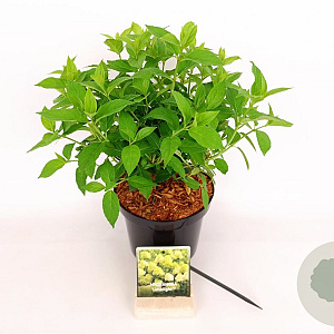 Hydrangea pan. 'Limelight' 30-40 cm 3,0L