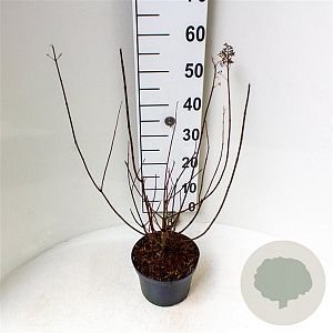 Hydrangea pan. 'Tardiva' 30-40 cm 3,0L