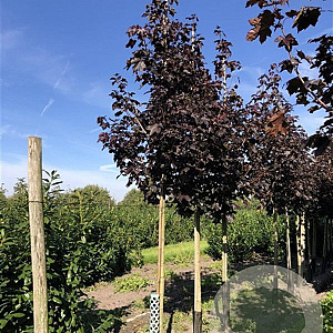 Acer plat. 'Royal Red' 16-18 HO draadkluit