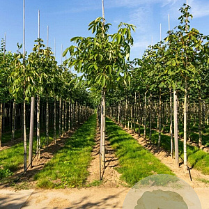 Aesculus flava 'Vestita' 10-12 HO container