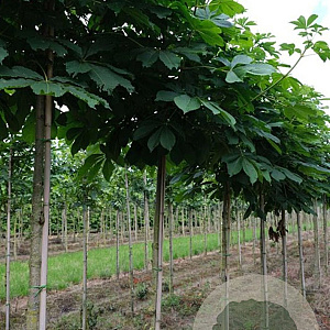 Aesculus turbinata 12-14 HO draadkluit