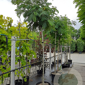 Albizia julibrissin 12-14 HO container