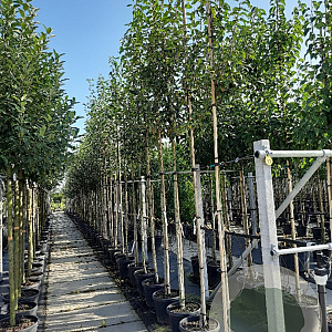 Amelanchier arborea 'Robin Hill' 8-10 HO container