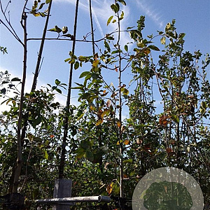 Amelanchier 'Ballerina' 6-8 HO container