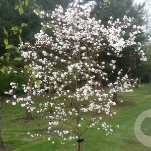 Amelanchier 'La Paloma' 6-8 HO container