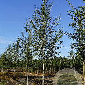 Betula p. 'Zwitsers Glorie' 16-18 HO draadkluit