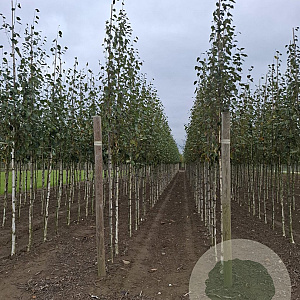 Betula utilis 'Doorenbos' 8-10 HO draadkluit