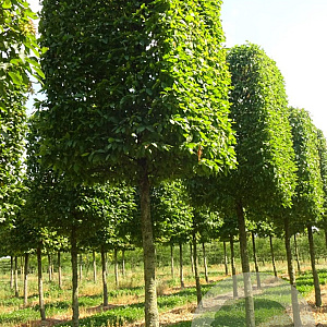 Carpinus betulus 14-16 HO container kubus 80x80x80 200 cm stam