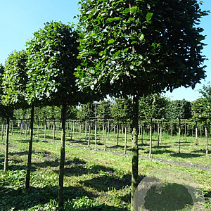 Carpinus betulus 25-30 HO container kubus 90x90x90 200 cm stam