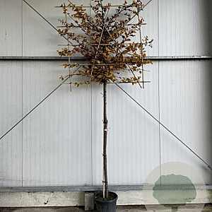 Carpinus betulus 14-16 HO container lei 180cm stam lei 150x120